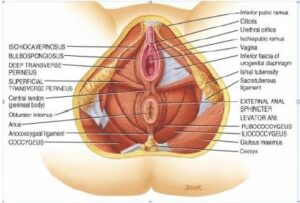 Pelvic floor